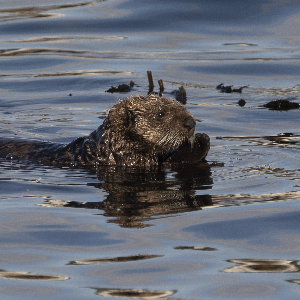 A sea otter swimming in the ocean