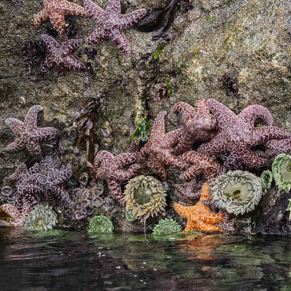 starfish gathered along rocks