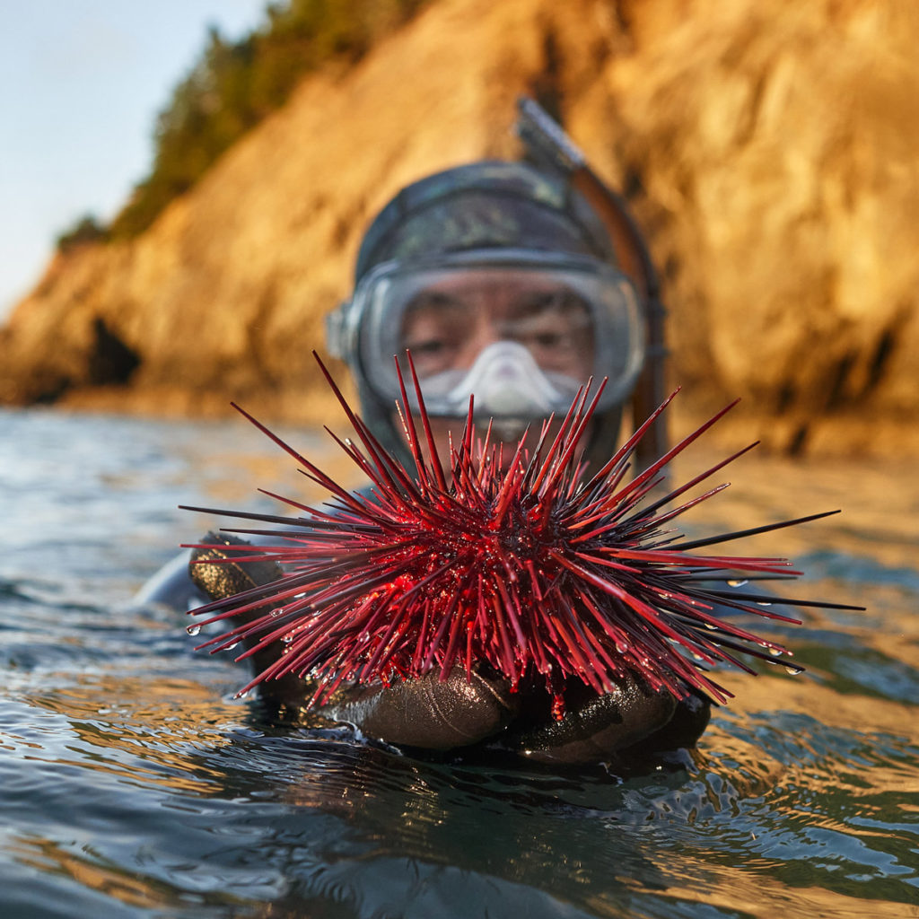 Tom Calvanese holding a large red urchin while snorkeling near Port Orford, Oregon