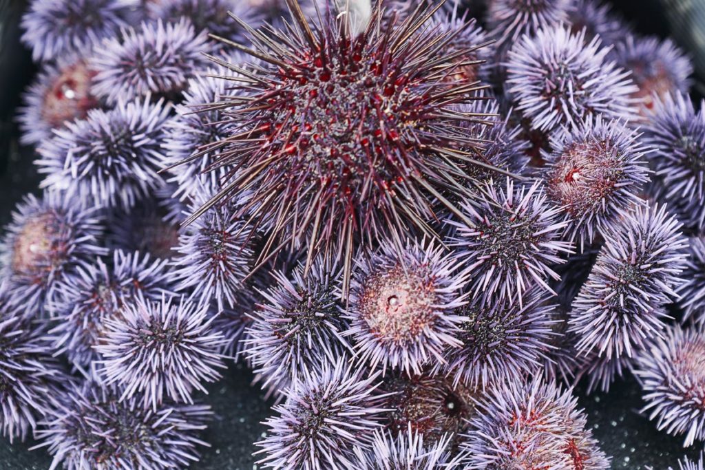 A large red urchin sitting on a pile of smaller purple urchins