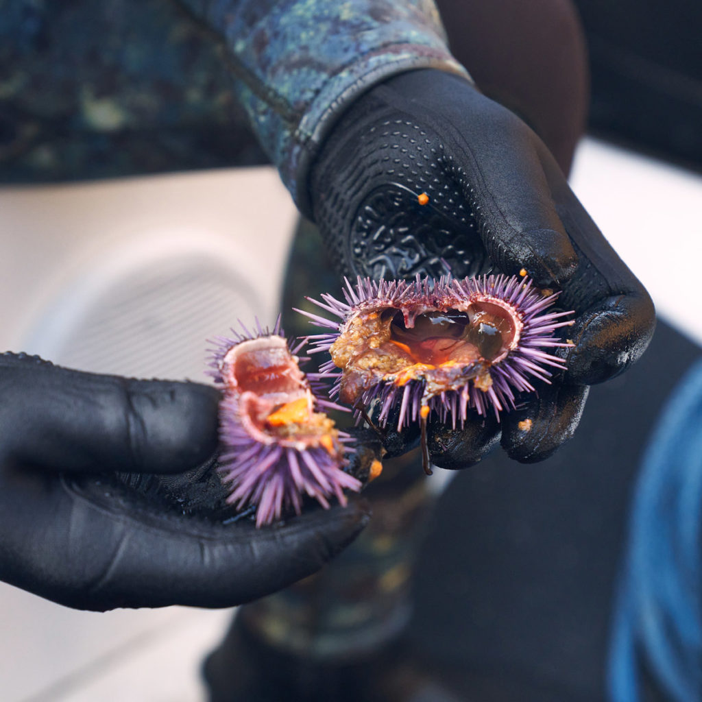 The hollow inside of an emaciated purple urchin