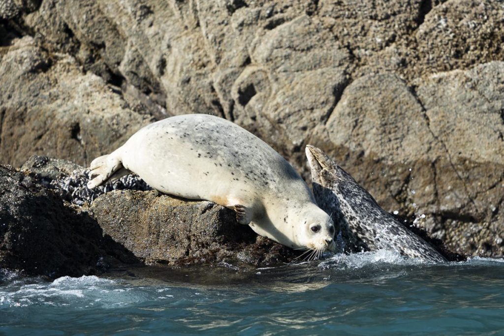 A seal resting on the rocks near Nellies Cove in Port Orford, Oregon