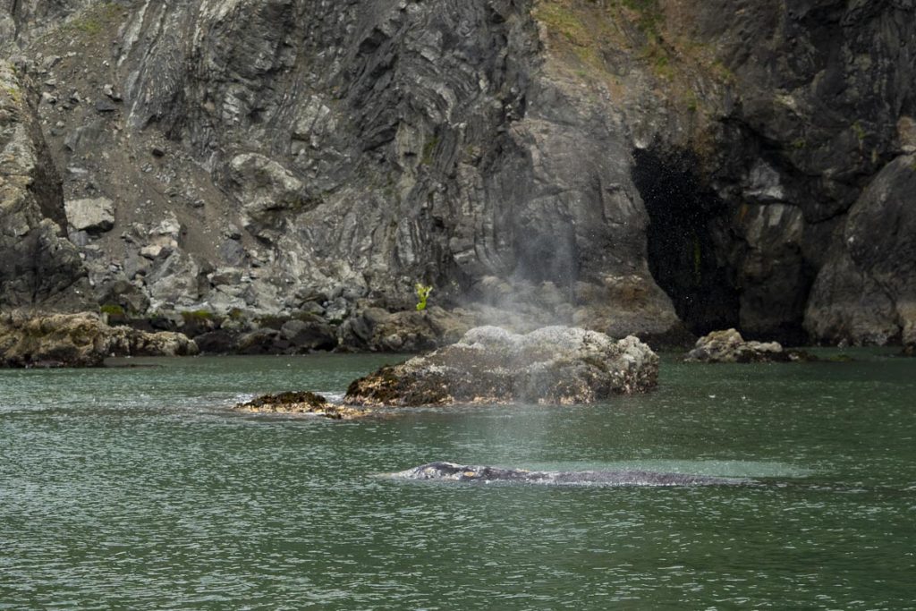 A gray whale breaching in a cove that was once full of kelp near Port Orford, Oregon