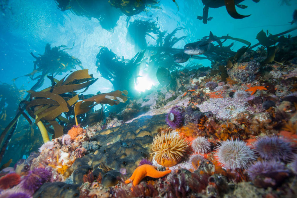 A healthy kelp forest with fish, urchins, and starfish