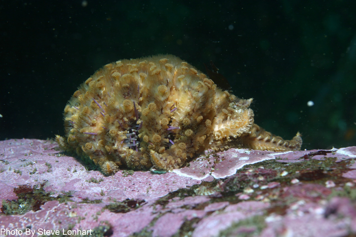 Oregon researchers develop new treatment for endangered sea stars