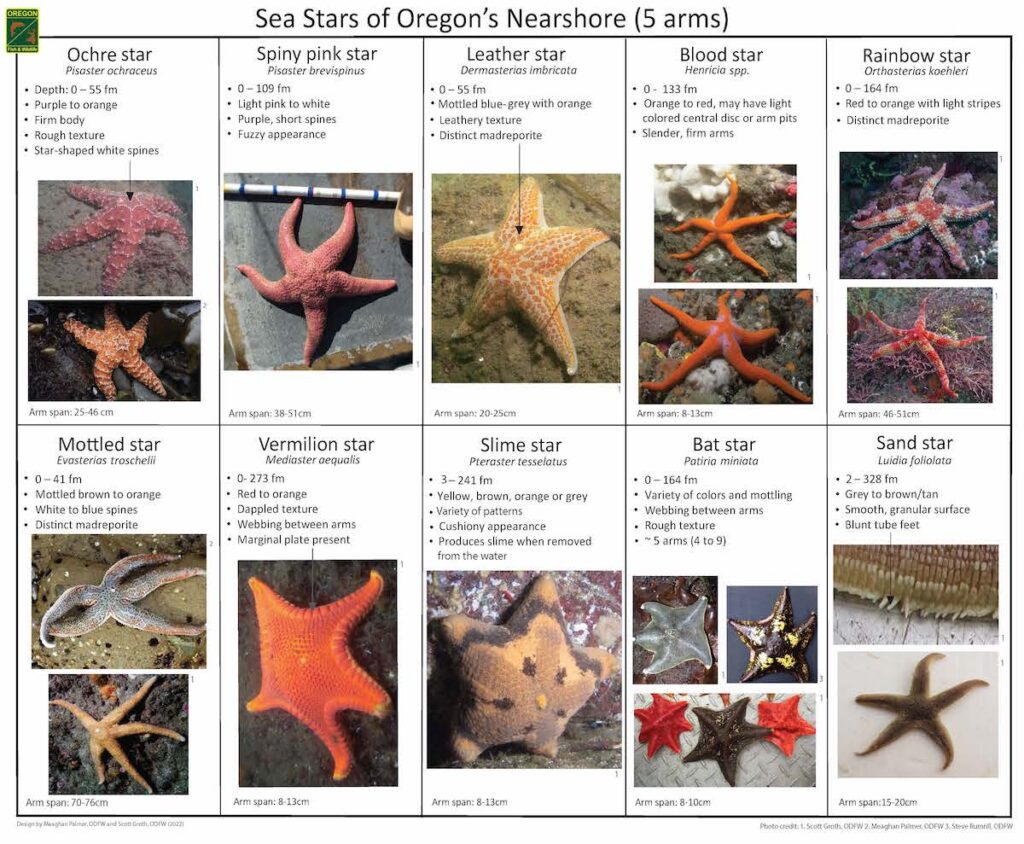 Oregon researchers develop new treatment for endangered sea stars