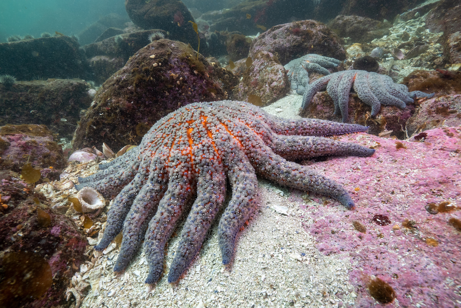 Read more about the article Major Breakthrough for Sunflower Sea Stars!