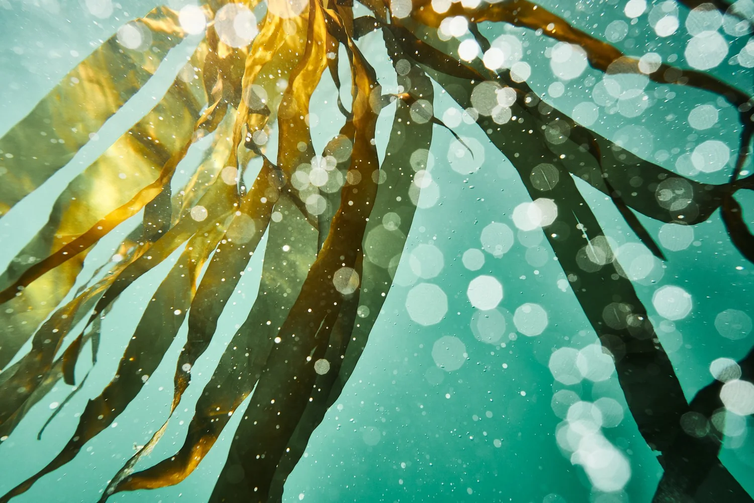 Read more about the article Early Wins in Kelp Restoration